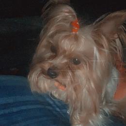 Hoshi - Yorkshire Terrier
