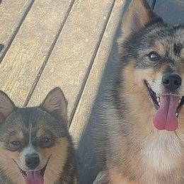 Sammy - Pomsky