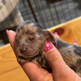 Dachshund Puppies from Steadfast station, mini dachshunds
