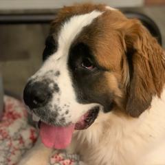 Saint Berdoodles from The Furry Farmhouse