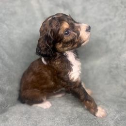 Girl 2 - Red female Aussiedoodle puppy in Alabama from SBA Aussies