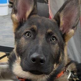Trained Yearling - Felix - Sable male German Shepherd puppy in Augusta, West Virginia from Cricket Hollow Canines