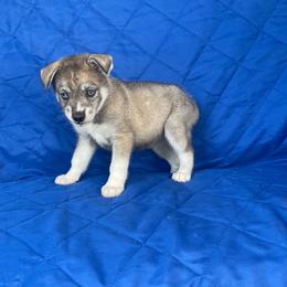 Dakota girl 1 - Agouti and white female Siberian Husky puppy in Ocala, Florida from Florida Husky Puppies