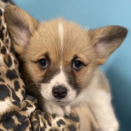 Stanley - Sable male Pembroke Welsh Corgi puppy in Urbana, Ohio from Edgewood Farm and Kennel