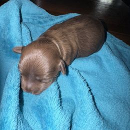 Coco - Chocolate Havanese puppy in Venice, Florida from Twins Havanese
