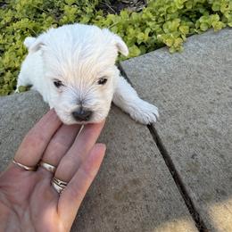 Ellie - White female West Highland White Terrier puppy in Bowling Green, Kentucky from Tiffany's Papillons