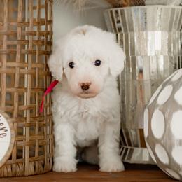 Spark - Parti female Goldendoodle puppy in Apopka, Florida from The Classic Doodle