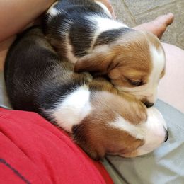 Beagle Puppies from Wilderness Beagles