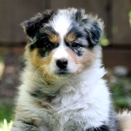 Australian Shepherds from RaineDance Aussies