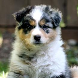 Australian Shepherds from RaineDance Aussies