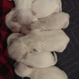 Shih Tzu puppies from AKC Registered Purebred Shihtzus