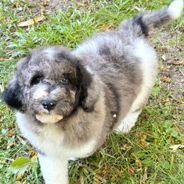 Hercules - Blue merle male Bernedoodle puppy in Falmouth, Michigan from Dyer Lake Newfoundlands