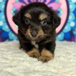 Watermelon - Black tri male Miniature Australian Shepherd puppy in Buchanan, Georgia from Stanleyville Farm Mini Aussies