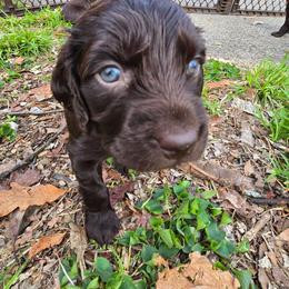 Light Pink - Liver female Boykin Spaniel puppy in Midland, Michigan from Ives Heritage Homestead