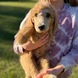 Reese - Apricot male Poodle puppy in St. Johnsbury, Vermont from Poodles of the Northern Woods