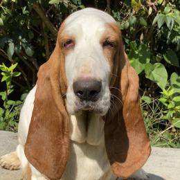 Abby - Basset Hound