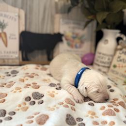 Golden Retriever Puppies from Sunshine Mountain Retrievers
