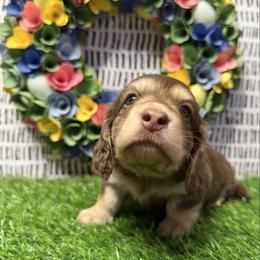 Bruno - Chocolate and cream male Dachshund puppy in Bald Knob, Arkansas from Victoria’s Dachshunds