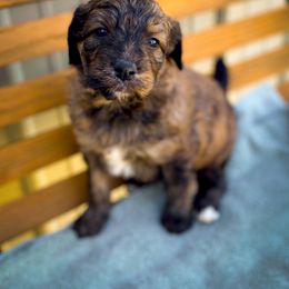 Bernedoodle and Siberian Husky Puppies from Timberline Paws