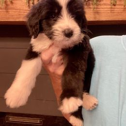 Teddy - Black and white male Sheepadoodle puppy in Winfield, Alabama from Rose Lane Doodles