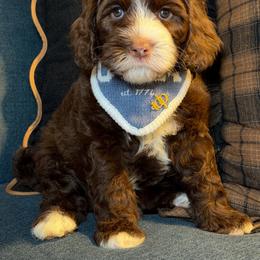 ANTHEM - Chocolate male Australian Labradoodle puppy in Valley Springs, California from Blue Denim Doodles