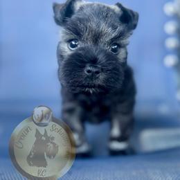 Miniature Schnauzer Puppies from Crown Schnauzers KC