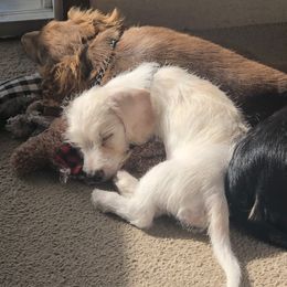 Dachshunds from Bayou Dog Den