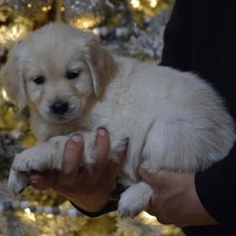 Black Collar - Light golden male Golden Retriever puppy in Stedman, North Carolina from Wise-Taylor Goldens