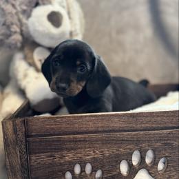 Chuck - Black and tan male Dachshund puppy in Franklin, Tennessee from Wendy's Weenies