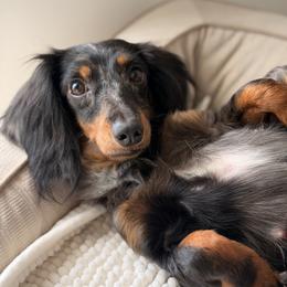 Minnie - Dachshund