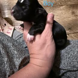 Nugget - Black tri male Miniature Australian Shepherd puppy in Romney, West Virginia from South Branch Mini Aussies