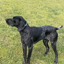 Ozzy - German Shorthaired Pointer