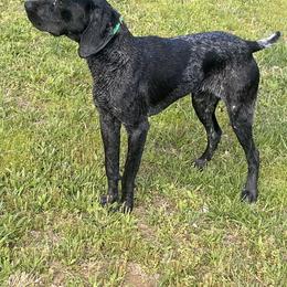 Ozzy - German Shorthaired Pointer