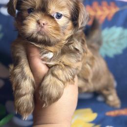 Akc Bentley - Chocolate and tan male Shih Tzu puppy in Roseville, Michigan from Diamond Paws LLC