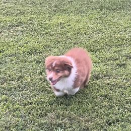 Australian Shepherd Puppies from Gold Hill Aussies