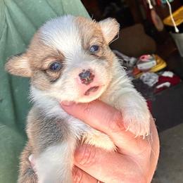 Elsa's sable girl 1 - Sable female Pembroke Welsh Corgi puppy in Clinton, Tennessee from High Hopes Farm