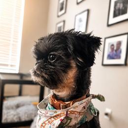 Luna - Shih Tzu