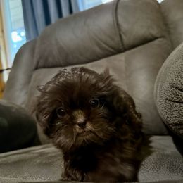 Truffle - Chocolate female Shih Tzu puppy in Running Springs, California from Amanda's Shih Tzus