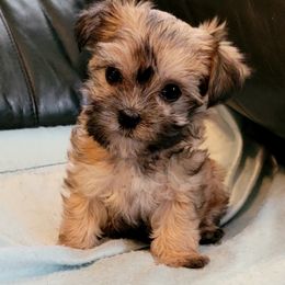 Maltese and Morkie Puppies from K and E Small Breed Puppies