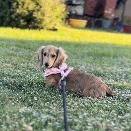 Luna - Dachshund