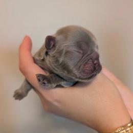 Oso - Liver male French Bulldog puppy in Porter, Texas from Whatabulldog