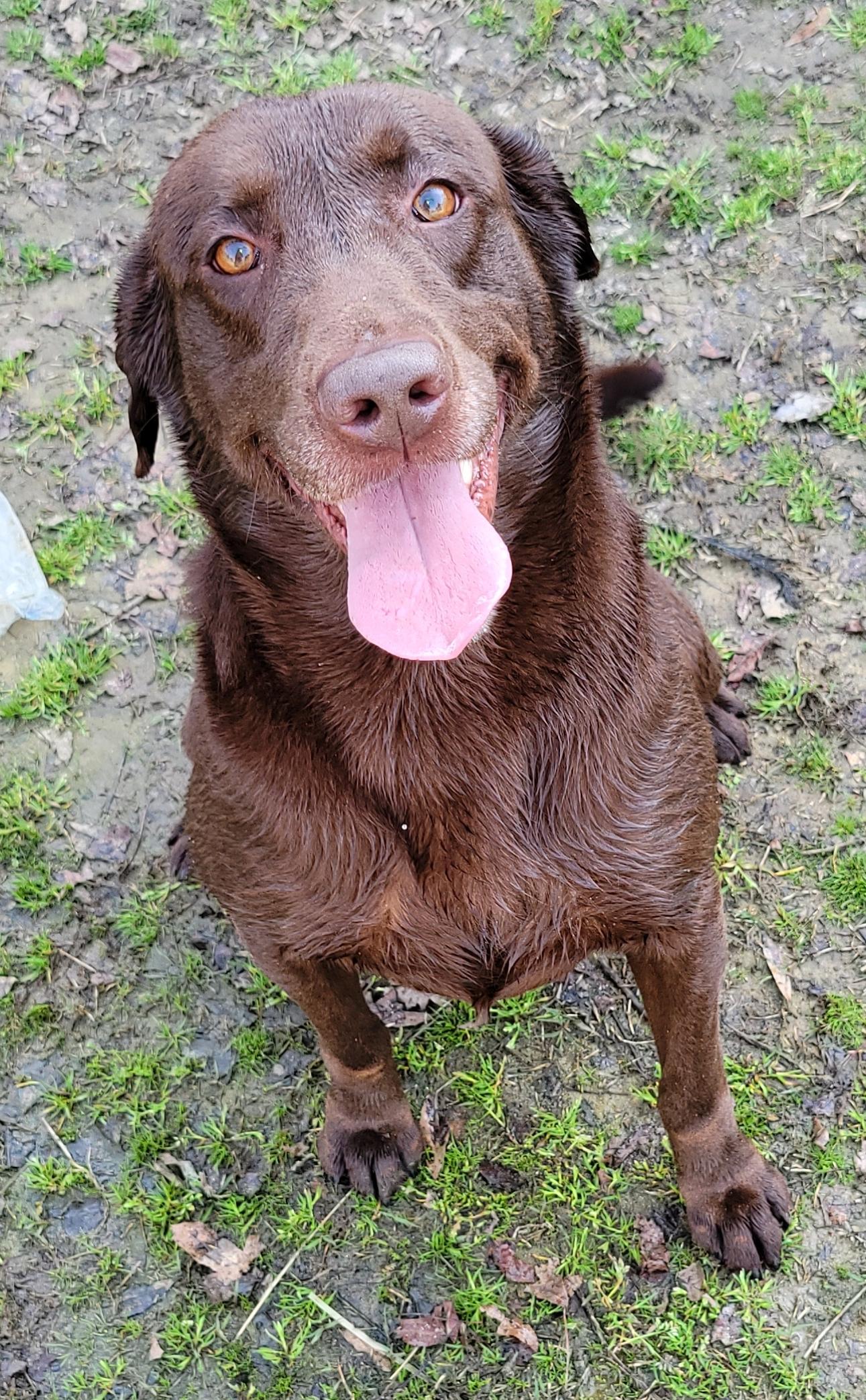 Harley