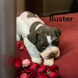 Buster - Parti male Miniature Schnauzer puppy in Kentucky from Mrs Bs Teeny Schnauzers & Doodles