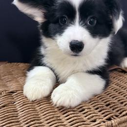 Girl 2 - Black and white female American Corgi puppy in Castle Rock, Washington from R and b corgis and farm