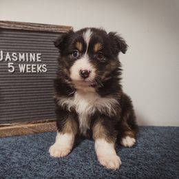 Australian Shepherd Puppies from Kelly Krew Aussies