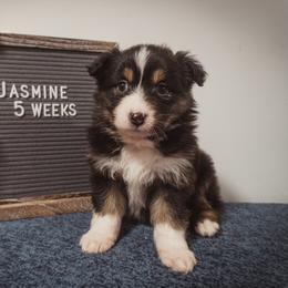 Australian Shepherd Puppies from Kelly Krew Aussies