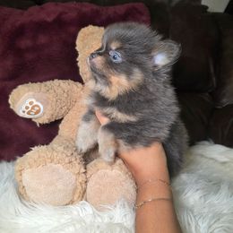 Gene Belcher - Blue and tan male Pomeranian puppy in Smithville, Texas from Lafary Poms