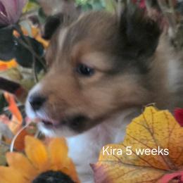 Kira - Sable and white female Shetland Sheepdog puppy in Yavapai County, Arizona from Windsong Shelties