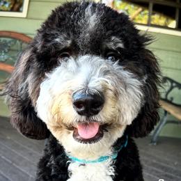 Koda - Bernedoodle