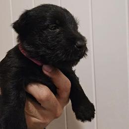 Female1 - Black female Scottish Terrier puppy in Conroe, Texas from Scotch McLaren Terriers